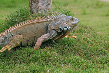 iguana on the grass