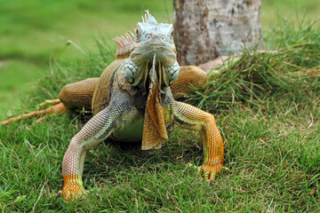 iguana on the grass