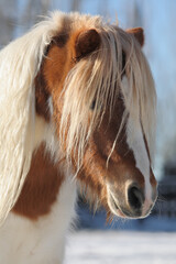 beautiful backlit miniature horse portrait close-up