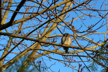 A sparrow owl sits on a branch in the autumn forest. Against the background of the blue sky. 