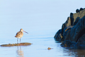 a beautiful bird was on the beach, Dili Timor Leste