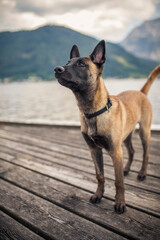 Malinois at the lake. Belgian shepherd bark. Young dog in front of the mountain.