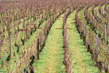 Fototapeta na wymiar des vignes en hiver. des rangs de vignes en hiver. des vignes hivernales. Le vignoble en hiver. La viticulture en hiver