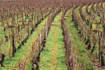 Fototapeta na wymiar des vignes en hiver. des rangs de vignes en hiver. des vignes hivernales. Le vignoble en hiver. La viticulture en hiver