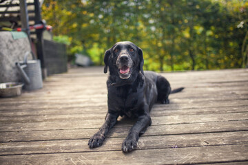 Black labrador retriever dog on a walk. Dog in the nature. Senior dog behind grass and forest. Old...