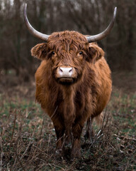 Scottish highland cow front shot - obrazy, fototapety, plakaty