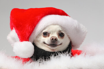 funny white chihuahua wearing santa hat and smiling