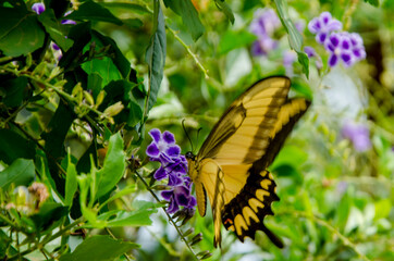 Macro world revealing beautiful shapes and colors