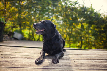 Black labrador retriever dog on a walk. Dog in the nature. Senior dog behind grass and forest. Old dog happy outside