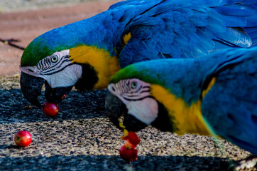 beautiful birds and their beautiful feathers