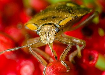 Macro world revealing beautiful shapes and colors
