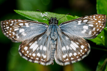 Macro world revealing beautiful shapes and colors