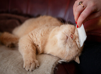 A woman's hand is brushing a cat. Pet Grooming, Home Life