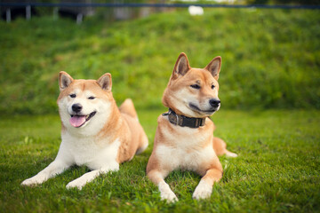 Portrait of two red Shiba inu in the grass. Dogs lying in the garden