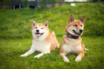 Naklejka na ściany i meble Portrait of two red Shiba inu in the grass. Dogs lying in the garden