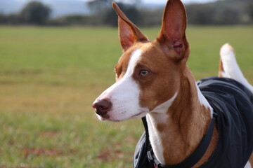 Hound looking