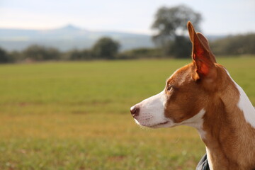 Hound looking