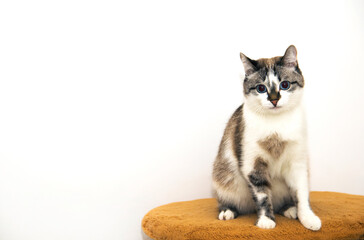 A spotted cat on a white background. A beautiful tricolor kitten. A mongrel cat with blue eyes.
