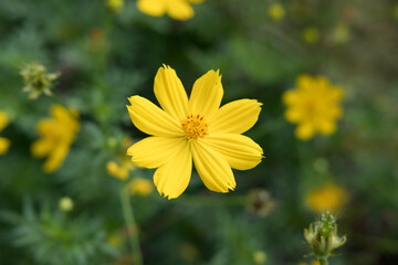 Closeup view of a yellow cosmos flower © Huy