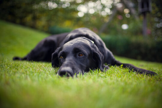 Labrador Retriever in the garden. Dog lying in the grass. Portrait of an Labby
