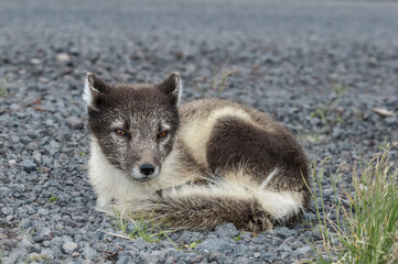 Arctic Fox (Alopex lagopus) at St. George Island, Pribilof Islands, Alaska, USA