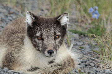 Arctic Fox (Alopex lagopus) at St. George Island, Pribilof Islands, Alaska, USA