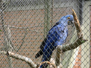 blue bird in cage