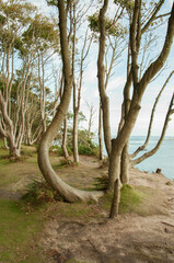 Summertime scenery on Brownsea Island, Dorset, England.