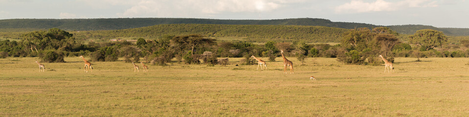 Naklejka na ściany i meble panorama of masai giraffe walking in sunset light in front of masai village