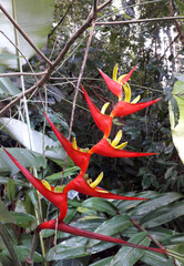 red and yellow flower