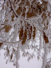 snow covered tree