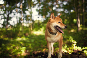 Naklejka na ściany i meble Portrait of an red Shiba inu in the grass. Dog lying in the garden