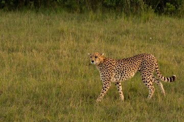 cheetah in the savannah during sunset looking for prey