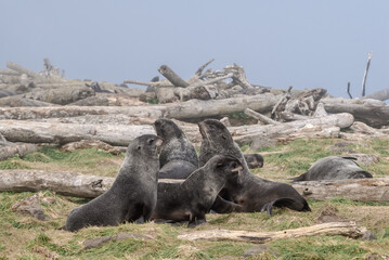 Northern Fur Seals (Callorhinus ursinus) at hauling-out in St. George Island, Pribilof Islands, Alaska, USA