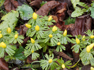 (Eranthis hyemalis) Winterlinge Halb ge&ouml;ffnete Bl&uuml;ten im Februar 