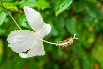 Naklejka premium Hibiscus is a genus of flowering plants in the mallow family, Malvaceae. The genus is quite large, comprising several hundred species that are native to warm temperate, subtropical and tropical region