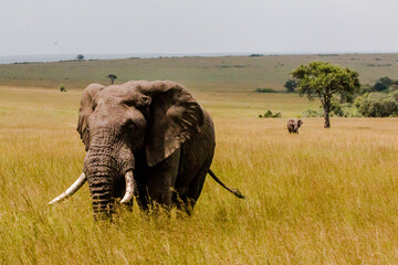 large elephant bull in african savannah with big tusks with acacia tree in background