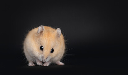 Baby red shy hamster, sitting with head down facing front. Looking towards camera. isolated on black background.