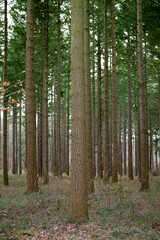 Fototapeta na wymiar Forêt de pins sous un soleil d'automne