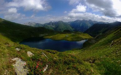 beautiful red flowers on the meadow with mountains and mountain lakes panorama