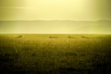 african bufalloes lying the savannah during sunrise