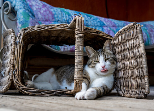 chat qui tire la langue