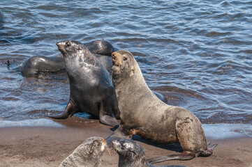 Naklejka premium Northern Fur Seals (Callorhinus ursinus) at hauling-out in St. George Island, Pribilof Islands, Alaska, USA