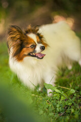 Fototapeta premium Happy Papillon Dog in the garden with flowers.