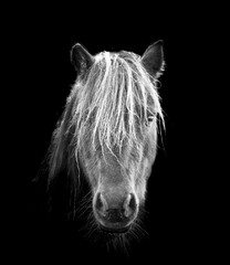 portrait cheval noir et blanc