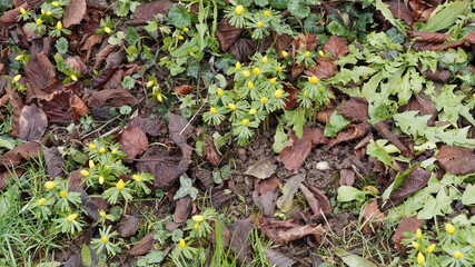 (Eranthis hyemalis) Winterlinge mit ihren kleinen gelben Schalenblüten zu den schönsten Winterblühern