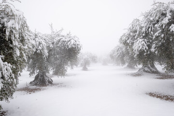 Fototapeta na wymiar an unusual image of an olive grove full of old large olive trees covered with a thick layer of snow.