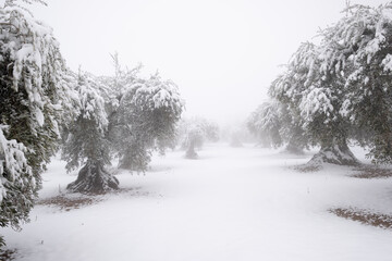 Obraz premium an unusual image of an olive grove full of old large olive trees covered with a thick layer of snow.
