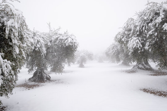 an unusual image of an olive grove full of old large olive trees covered with a thick layer of snow.