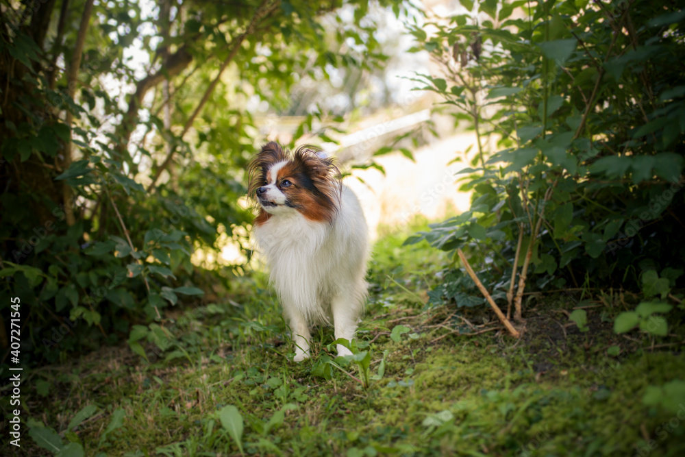 Wall mural Happy Papillon Dog in the garden with flowers.